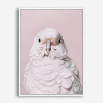 Shop Milly The Umbrella Cockatoo - Pink Canvas Print a painted bird themed framed canvas wall art print from The Print Emporium artwork collection - Buy Australian made fine art painting style stretched canvas prints for the home and your interior decor space, TPE-244-CA-35X46-NF