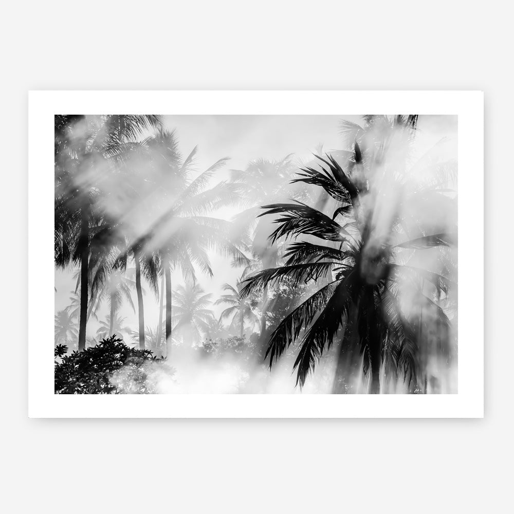 Shop Monochrome Palms Photo Art Print a coastal themed photography wall art print from The Print Emporium wall artwork collection - Buy Australian made fine art poster and framed prints for the home and your interior decor, TPE-544-AP