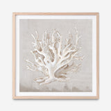 Shop Neutral Shells IV (Square) Art Print a painted abstract themed wall art print from The Print Emporium wall artwork collection - Buy Australian made fine art painting style poster and framed prints for the home and your interior decor room, TPE-PC-EW187-AP