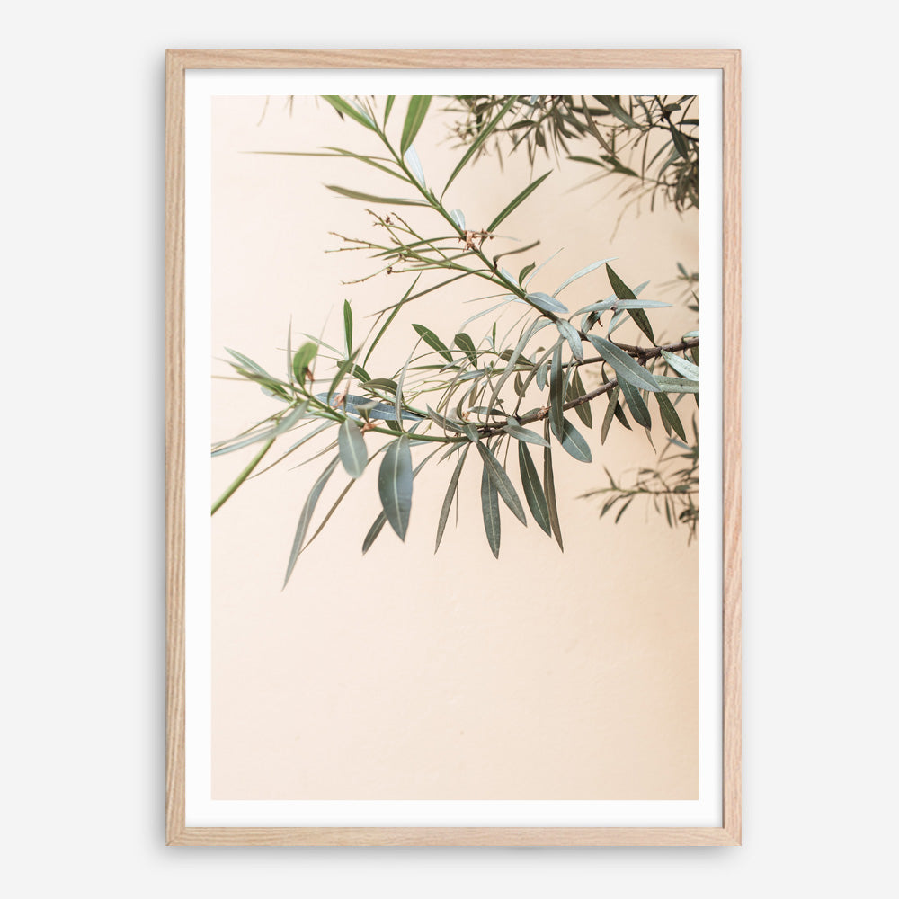 Shop Olive Branch Photo Art Print a photography wall art print from The Print Emporium wall artwork collection - Buy Australian made fine art poster and framed prints for the home and your interior decor room, TPE-1310-AP