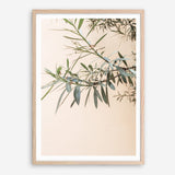 Shop Olive Branch Photo Art Print a photography wall art print from The Print Emporium wall artwork collection - Buy Australian made fine art poster and framed prints for the home and your interior decor room, TPE-1310-AP