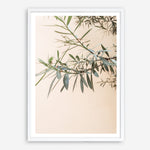 Shop Olive Branch Photo Art Print a photography wall art print from The Print Emporium wall artwork collection - Buy Australian made fine art poster and framed prints for the home and your interior decor room, TPE-1310-AP