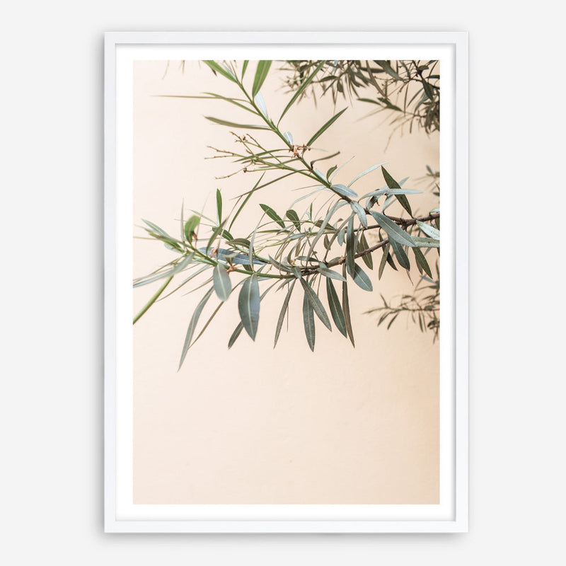 Olive Branches Poster