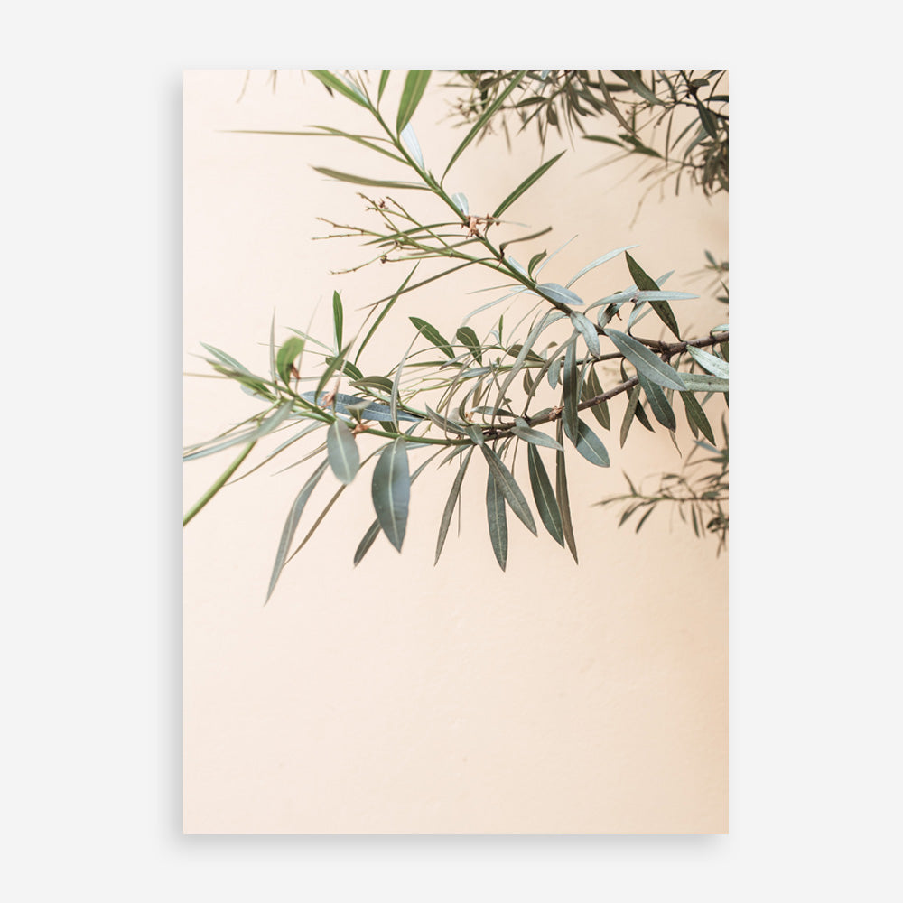 Shop Olive Branch Photo Art Print a photography wall art print from The Print Emporium wall artwork collection - Buy Australian made fine art poster and framed prints for the home and your interior decor room, TPE-1310-AP