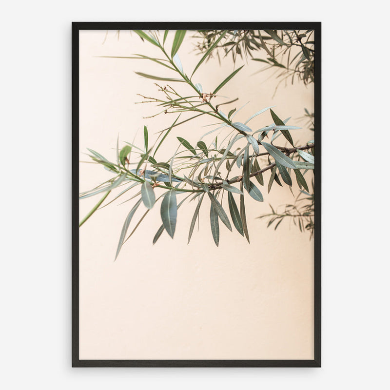 Shop Olive Branch Photo Art Print a photography wall art print from The Print Emporium wall artwork collection - Buy Australian made fine art poster and framed prints for the home and your interior decor room, TPE-1310-AP