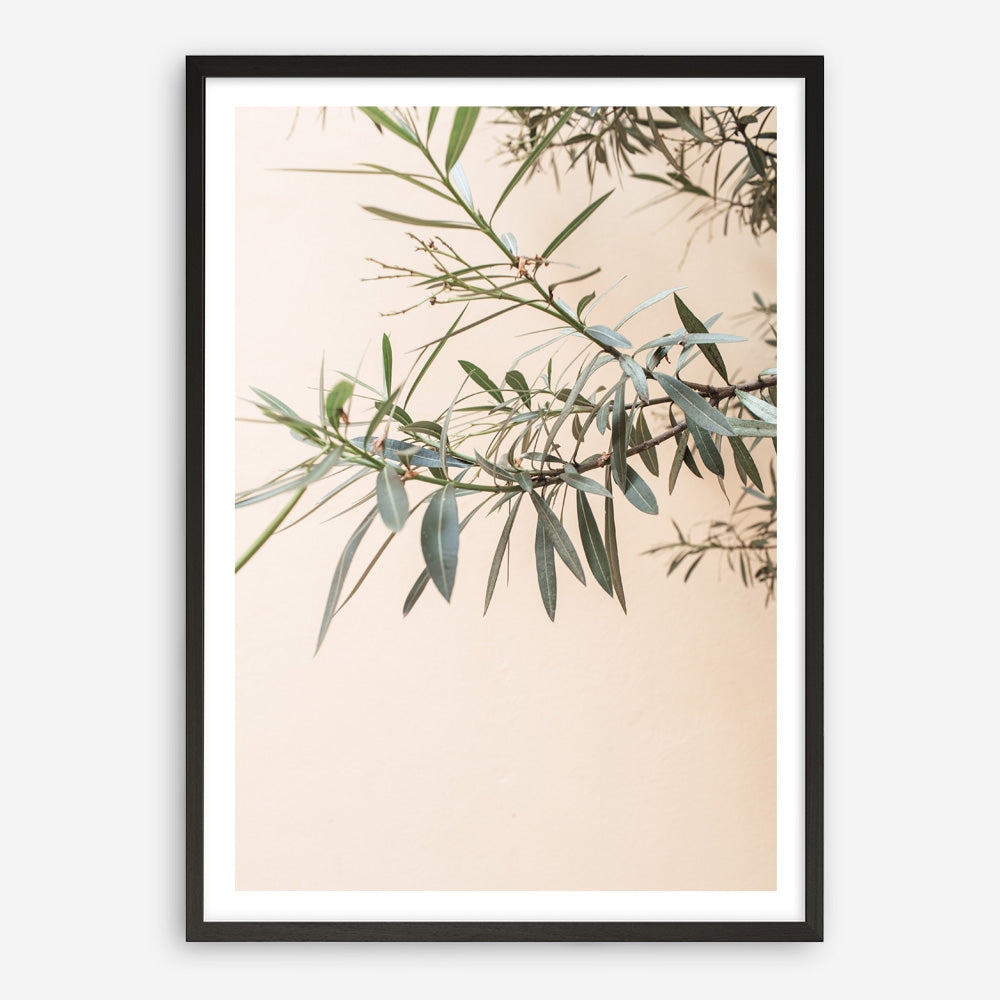 Shop Olive Branch Photo Art Print a photography wall art print from The Print Emporium wall artwork collection - Buy Australian made fine art poster and framed prints for the home and your interior decor room, TPE-1310-AP