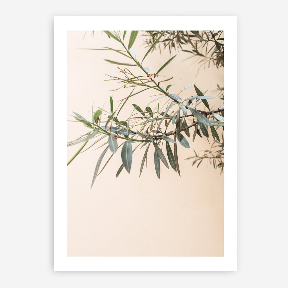 Shop Olive Branch Photo Art Print a photography wall art print from The Print Emporium wall artwork collection - Buy Australian made fine art poster and framed prints for the home and your interior decor room, TPE-1310-AP
