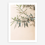 Shop Olive Branch Photo Art Print a photography wall art print from The Print Emporium wall artwork collection - Buy Australian made fine art poster and framed prints for the home and your interior decor room, TPE-1310-AP