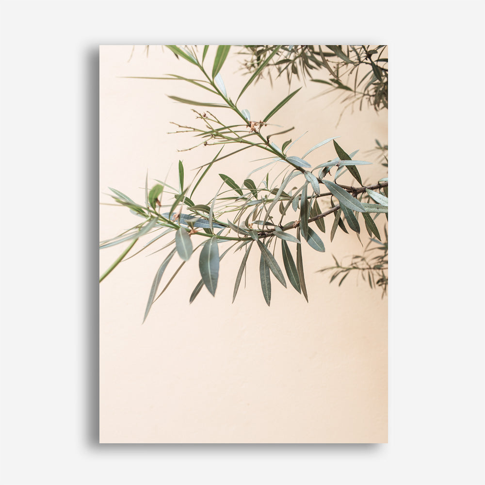 Shop Olive Branch Photo Canvas Print a Moroccan desert boho themed photography framed stretched canvas print from The Print Emporium wall artwork collection - Buy Australian made prints for the home and your interior decor space, TPE-1310-CA-35X46-NF