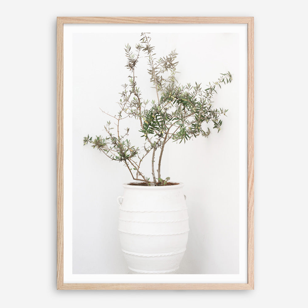 Shop Olive Tree Photo Art Print a photography wall art print from The Print Emporium wall artwork collection - Buy Australian made fine art poster and framed prints for the home and your interior decor room, TPE-1364-AP