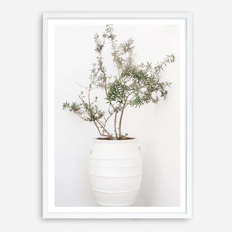 Shop Olive Tree Photo Art Print a photography wall art print from The Print Emporium wall artwork collection - Buy Australian made fine art poster and framed prints for the home and your interior decor room, TPE-1364-AP