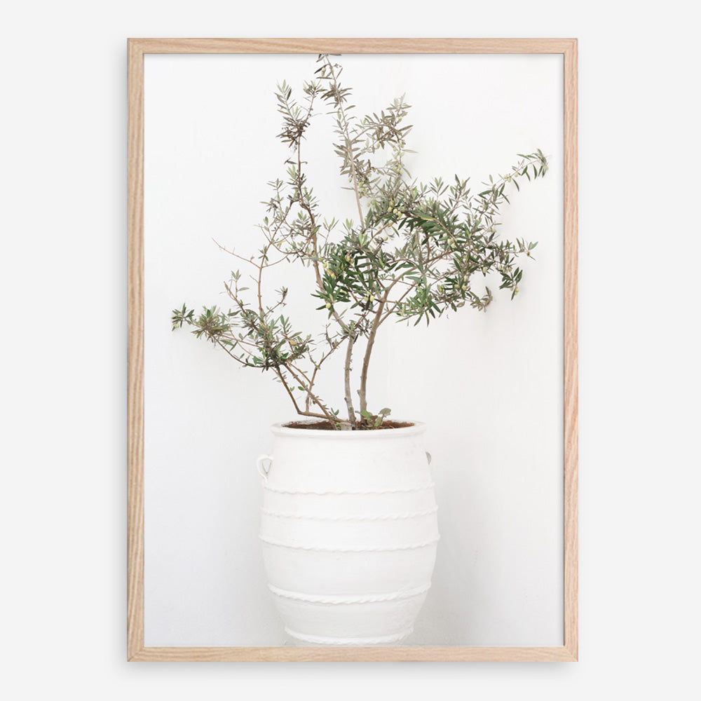 Shop Olive Tree Photo Art Print a photography wall art print from The Print Emporium wall artwork collection - Buy Australian made fine art poster and framed prints for the home and your interior decor room, TPE-1364-AP