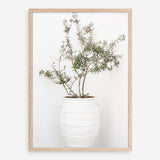 Shop Olive Tree Photo Art Print a photography wall art print from The Print Emporium wall artwork collection - Buy Australian made fine art poster and framed prints for the home and your interior decor room, TPE-1364-AP