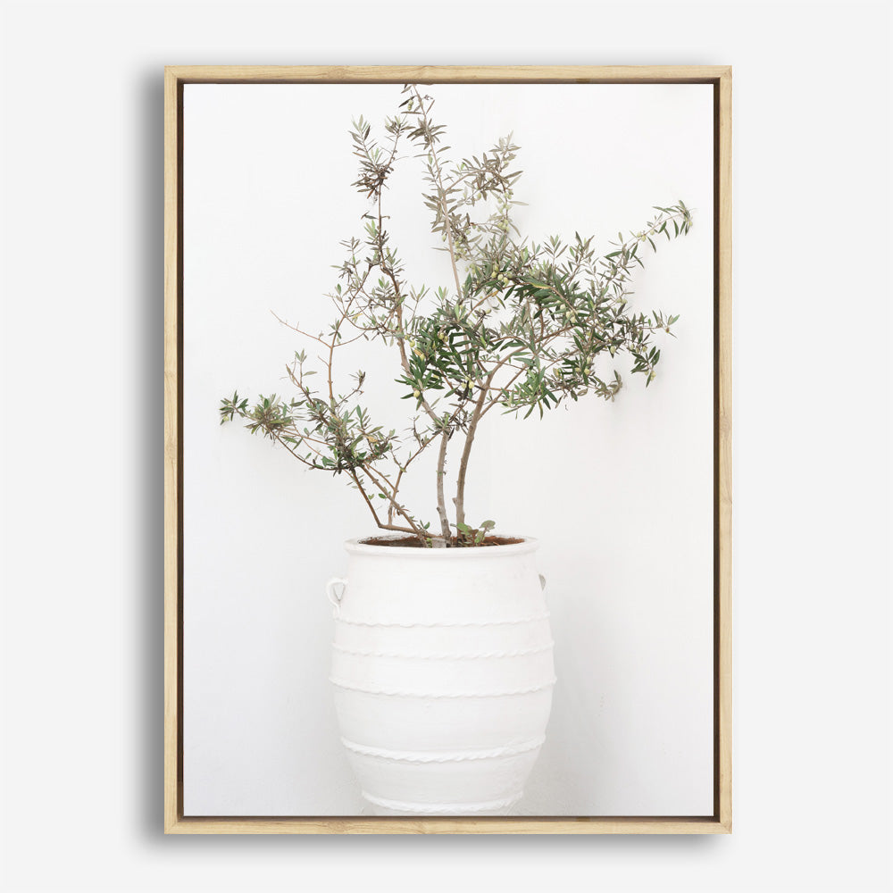 Shop Olive Tree Photo Canvas Print a photography framed stretched canvas print from The Print Emporium wall artwork collection - Buy Australian made prints for the home and your interior decor space, TPE-1364-CA-35X46-NF