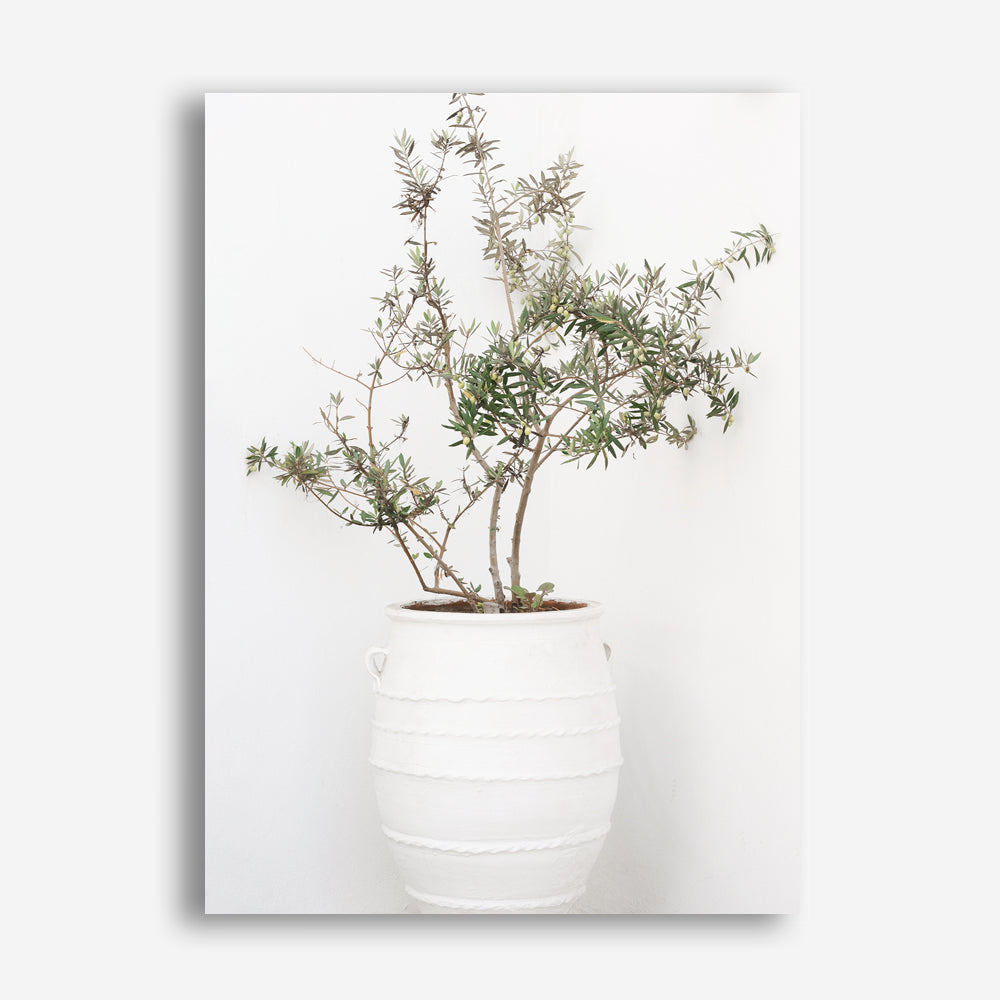 Shop Olive Tree Photo Canvas Print a photography framed stretched canvas print from The Print Emporium wall artwork collection - Buy Australian made prints for the home and your interior decor space, TPE-1364-CA-35X46-NF