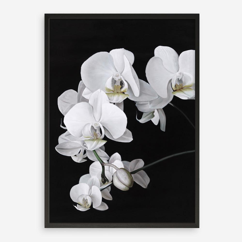 Shop Orchid Art Print a floral themed painted wall art print from The Print Emporium wall artwork collection - Buy Australian made fine art painting style poster and framed prints for the home and your interior decor room, TPE-021-AP