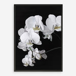 Shop Orchid Art Print a floral themed painted wall art print from The Print Emporium wall artwork collection - Buy Australian made fine art painting style poster and framed prints for the home and your interior decor room, TPE-021-AP