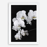 Shop Orchid Art Print a floral themed painted wall art print from The Print Emporium wall artwork collection - Buy Australian made fine art painting style poster and framed prints for the home and your interior decor room, TPE-021-AP