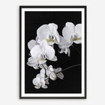 Shop Orchid Art Print a floral themed painted wall art print from The Print Emporium wall artwork collection - Buy Australian made fine art painting style poster and framed prints for the home and your interior decor room, TPE-021-AP