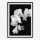 Shop Orchid Art Print a floral themed painted wall art print from The Print Emporium wall artwork collection - Buy Australian made fine art painting style poster and framed prints for the home and your interior decor room, TPE-021-AP