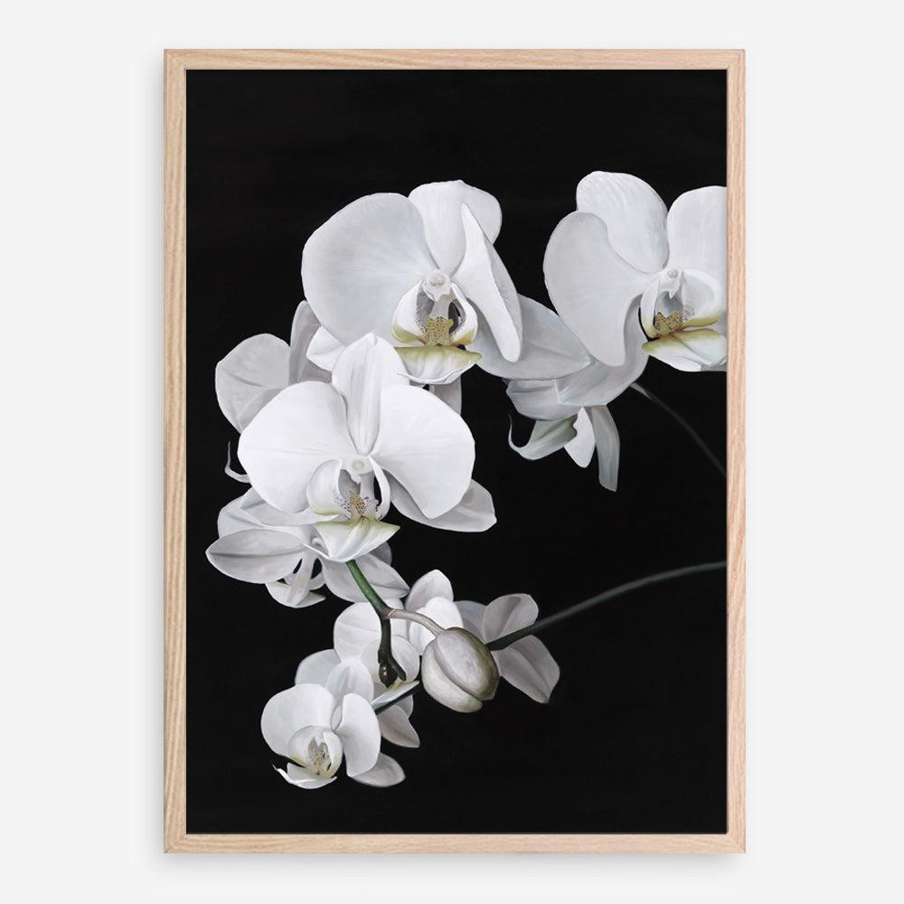 Shop Orchid Art Print a floral themed painted wall art print from The Print Emporium wall artwork collection - Buy Australian made fine art painting style poster and framed prints for the home and your interior decor room, TPE-021-AP