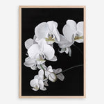 Shop Orchid Art Print a floral themed painted wall art print from The Print Emporium wall artwork collection - Buy Australian made fine art painting style poster and framed prints for the home and your interior decor room, TPE-021-AP