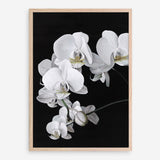 Shop Orchid Art Print a floral themed painted wall art print from The Print Emporium wall artwork collection - Buy Australian made fine art painting style poster and framed prints for the home and your interior decor room, TPE-021-AP