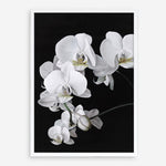 Shop Orchid Art Print a floral themed painted wall art print from The Print Emporium wall artwork collection - Buy Australian made fine art painting style poster and framed prints for the home and your interior decor room, TPE-021-AP