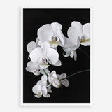 Shop Orchid Art Print a floral themed painted wall art print from The Print Emporium wall artwork collection - Buy Australian made fine art painting style poster and framed prints for the home and your interior decor room, TPE-021-AP