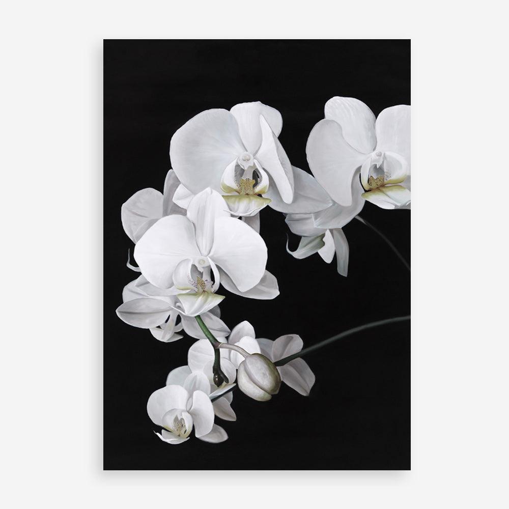 Shop Orchid Art Print a floral themed painted wall art print from The Print Emporium wall artwork collection - Buy Australian made fine art painting style poster and framed prints for the home and your interior decor room, TPE-021-AP
