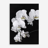 Shop Orchid Art Print a floral themed painted wall art print from The Print Emporium wall artwork collection - Buy Australian made fine art painting style poster and framed prints for the home and your interior decor room, TPE-021-AP
