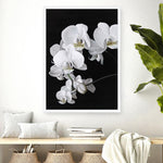 Shop Orchid Art Print a floral themed painted wall art print from The Print Emporium wall artwork collection - Buy Australian made fine art painting style poster and framed prints for the home and your interior decor room, TPE-021-AP