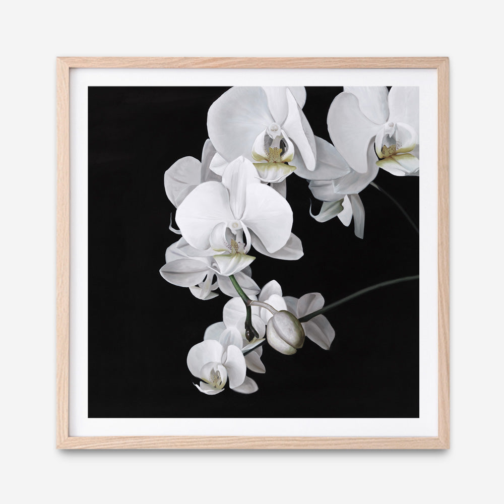 Shop Orchid (Square) Art Print a floral themed painted wall art print from The Print Emporium wall artwork collection - Buy Australian made fine art painting style poster and framed prints for the home and your interior decor room, TPE-060-AP