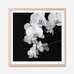 Shop Orchid (Square) Art Print a floral themed painted wall art print from The Print Emporium wall artwork collection - Buy Australian made fine art painting style poster and framed prints for the home and your interior decor room, TPE-060-AP