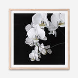 Shop Orchid (Square) Art Print a floral themed painted wall art print from The Print Emporium wall artwork collection - Buy Australian made fine art painting style poster and framed prints for the home and your interior decor room, TPE-060-AP