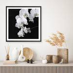 Shop Orchid (Square) Art Print a floral themed painted wall art print from The Print Emporium wall artwork collection - Buy Australian made fine art painting style poster and framed prints for the home and your interior decor room, TPE-060-AP