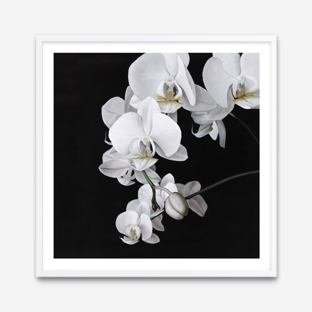 Shop Orchid (Square) Art Print a floral themed painted wall art print from The Print Emporium wall artwork collection - Buy Australian made fine art painting style poster and framed prints for the home and your interior decor room, TPE-060-AP