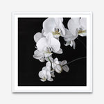 Shop Orchid (Square) Art Print a floral themed painted wall art print from The Print Emporium wall artwork collection - Buy Australian made fine art painting style poster and framed prints for the home and your interior decor room, TPE-060-AP