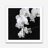 Shop Orchid (Square) Art Print a floral themed painted wall art print from The Print Emporium wall artwork collection - Buy Australian made fine art painting style poster and framed prints for the home and your interior decor room, TPE-060-AP