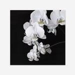 Shop Orchid (Square) Art Print a floral themed painted wall art print from The Print Emporium wall artwork collection - Buy Australian made fine art painting style poster and framed prints for the home and your interior decor room, TPE-060-AP