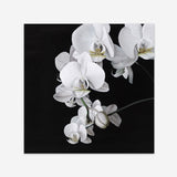 Shop Orchid (Square) Art Print a floral themed painted wall art print from The Print Emporium wall artwork collection - Buy Australian made fine art painting style poster and framed prints for the home and your interior decor room, TPE-060-AP