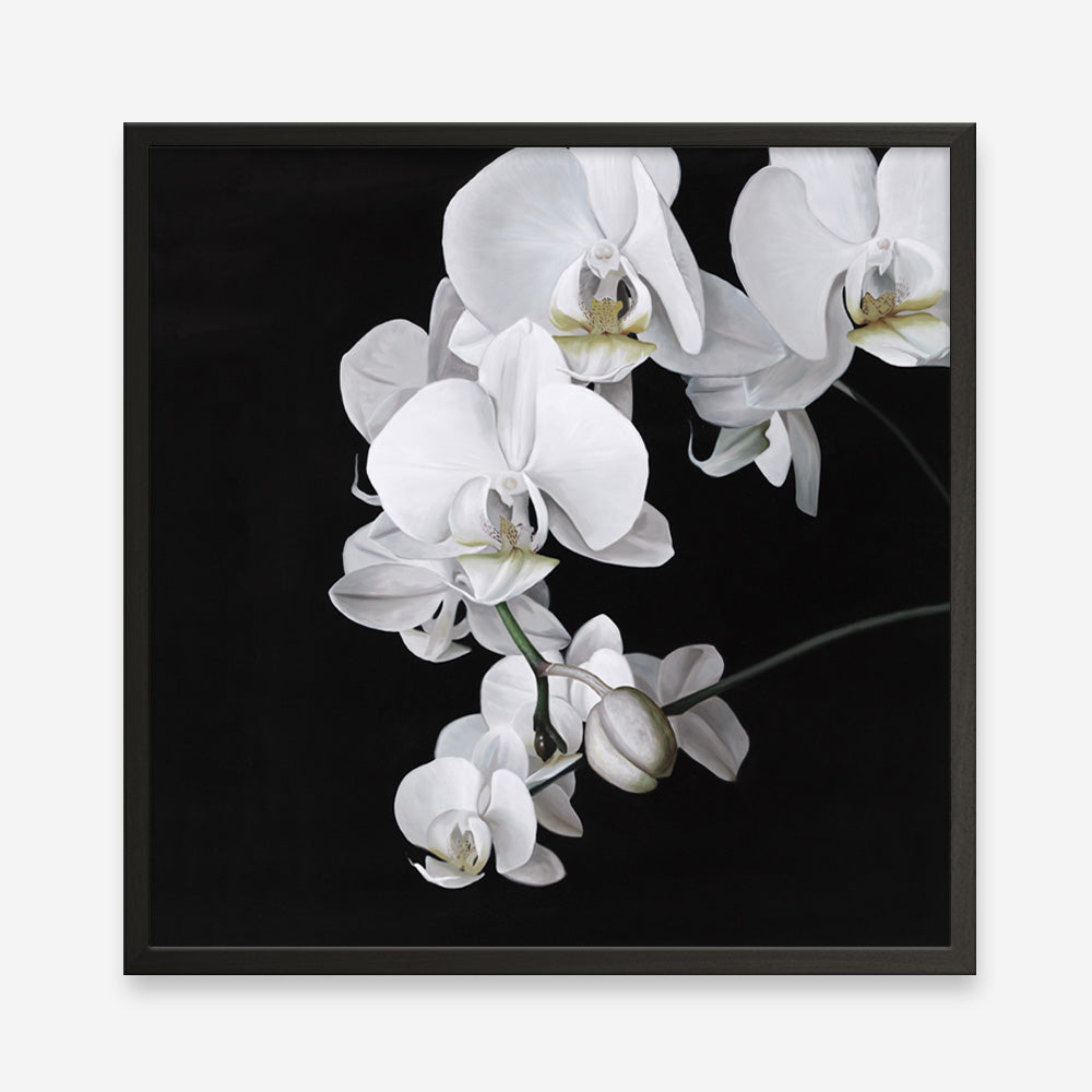 Shop Orchid (Square) Art Print a floral themed painted wall art print from The Print Emporium wall artwork collection - Buy Australian made fine art painting style poster and framed prints for the home and your interior decor room, TPE-060-AP