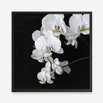 Shop Orchid (Square) Art Print a floral themed painted wall art print from The Print Emporium wall artwork collection - Buy Australian made fine art painting style poster and framed prints for the home and your interior decor room, TPE-060-AP