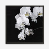 Shop Orchid (Square) Art Print a floral themed painted wall art print from The Print Emporium wall artwork collection - Buy Australian made fine art painting style poster and framed prints for the home and your interior decor room, TPE-060-AP