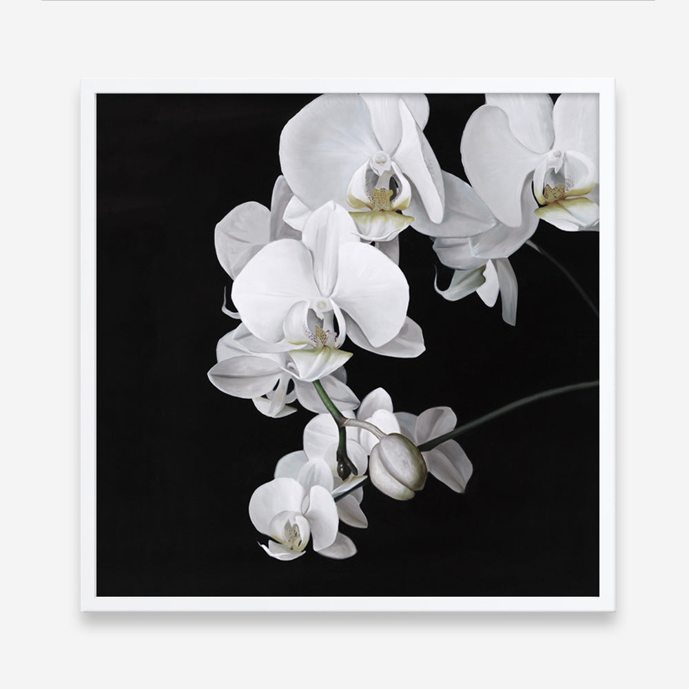 Shop Orchid (Square) Art Print a floral themed painted wall art print from The Print Emporium wall artwork collection - Buy Australian made fine art painting style poster and framed prints for the home and your interior decor room, TPE-060-AP
