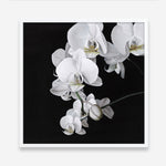 Shop Orchid (Square) Art Print a floral themed painted wall art print from The Print Emporium wall artwork collection - Buy Australian made fine art painting style poster and framed prints for the home and your interior decor room, TPE-060-AP