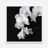 Shop Orchid (Square) Art Print a floral themed painted wall art print from The Print Emporium wall artwork collection - Buy Australian made fine art painting style poster and framed prints for the home and your interior decor room, TPE-060-AP