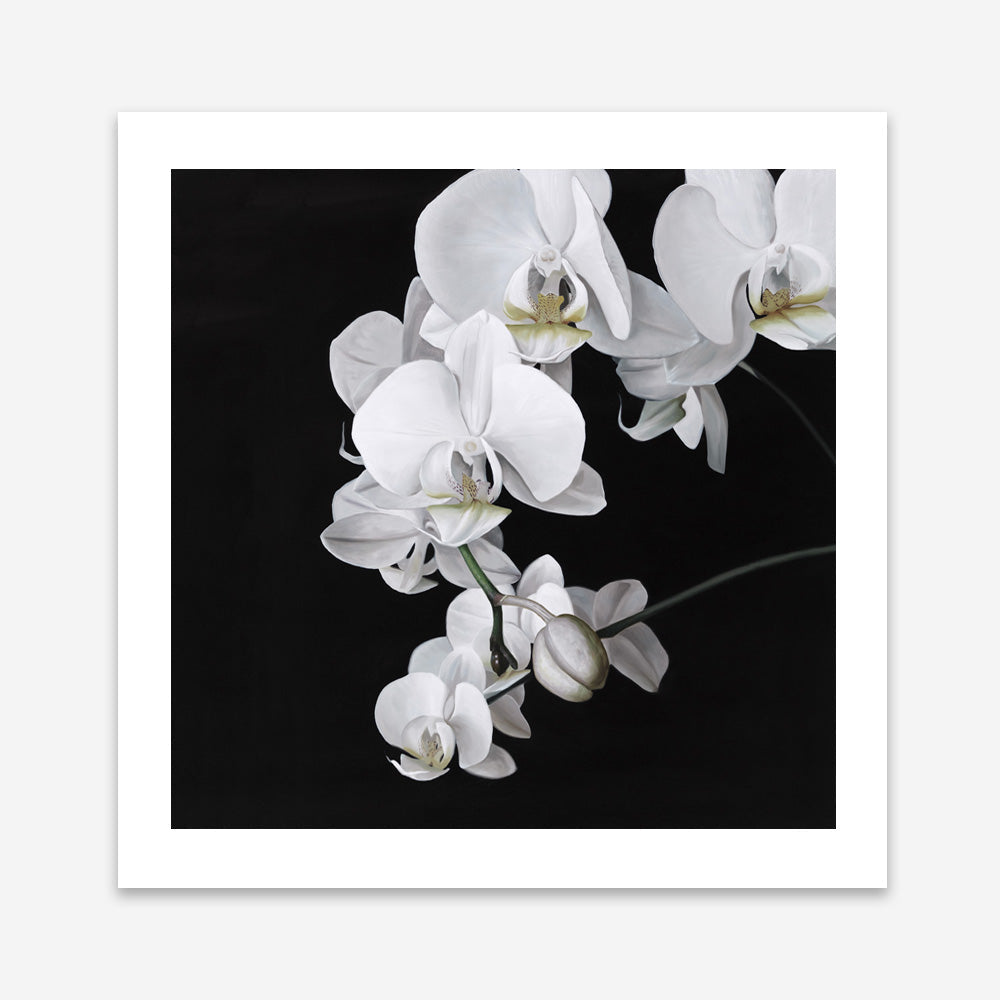 Shop Orchid (Square) Art Print a floral themed painted wall art print from The Print Emporium wall artwork collection - Buy Australian made fine art painting style poster and framed prints for the home and your interior decor room, TPE-060-AP