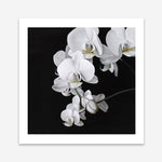 Shop Orchid (Square) Art Print a floral themed painted wall art print from The Print Emporium wall artwork collection - Buy Australian made fine art painting style poster and framed prints for the home and your interior decor room, TPE-060-AP