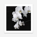 Shop Orchid (Square) Art Print a floral themed painted wall art print from The Print Emporium wall artwork collection - Buy Australian made fine art painting style poster and framed prints for the home and your interior decor room, TPE-060-AP